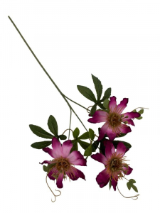 Męczennica kwiat pojedynczy 64 cm fuksjowa