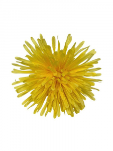 Chryzantema kwiat wyrobowy 14 cm żółta