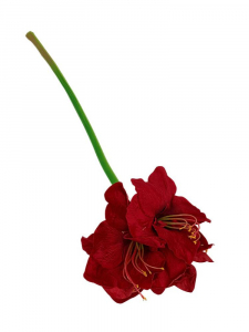 Amarylis gałązka 76 cm czerwony welurowy