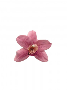 Orchidea główka 10 cm fiołkowa