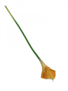 Kalia kwiat pojedynczy 71 cm żółta