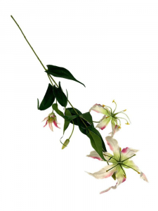 Glorioza gałązka 80 cm kremowa z jasnym różem
