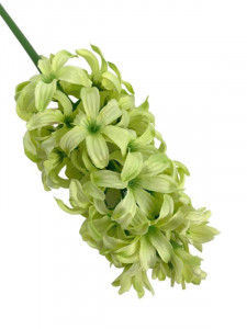Hiacynt kwiat pojedynczy 40 cm jasno zielony