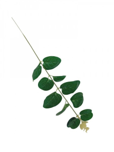 Eukaliptus gałązka 12 cm zielona