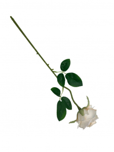 Róża pojedyncza gałązka 48 cm kremowa