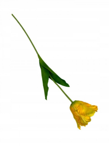 Tulipan rozwinięty 60 cm żółty