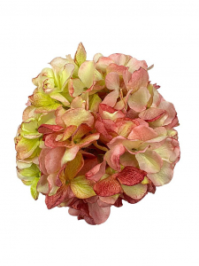 Hortensja główka na piku XL 25 cm jasno czerwona z zielenią