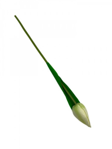 Tulipan gałązka 35 cm kremowy z dodatkiem jasnej zieleni