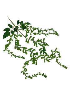 Owoce wisterii 83 cm zielone