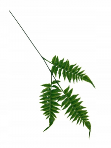 Liść paproci 57 cm zielony