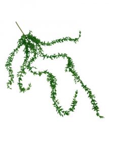 Senecio sukulent wiszący 57 cm zielony