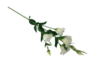 Eustoma kwiat pojedynczy 80 cm biała