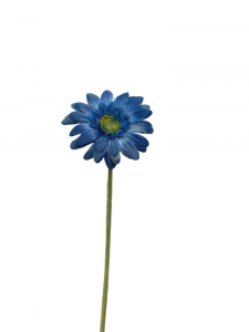 Gerbera kwiat pojedynczy 46 cm ciemno niebieska