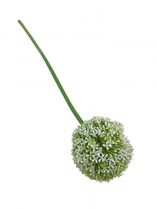 Czosnek kwiat pojedynczy 54 cm biało zielony