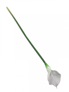 Kalia kwiat pojedynczy 73 cm biała