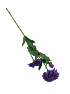 Cynia kwiat pojedynczy 62 cm fioletowa