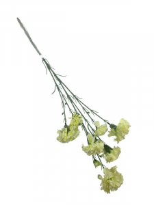 Goździk omszony kwiat pojedynczy 70 cm jasno zielony
