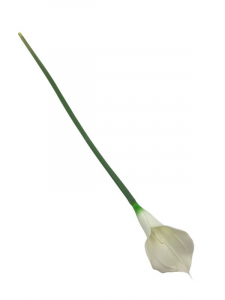 Kalia kwiat pojedynczy 73 cm kremowa
