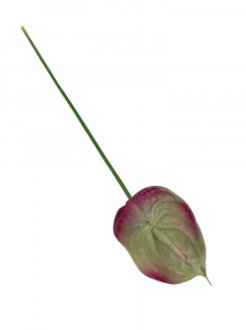 Anturium kwiat pojedynczy silikonowy 70 cm oliwkowe z ciemnym różem