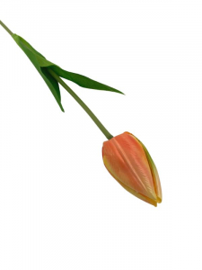 Tulipan kwiat pojedynczy 50 cm brzoskwiniowy
