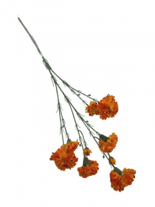 Goździk omszony kwiat pojedynczy 70 cm pomarańczowy