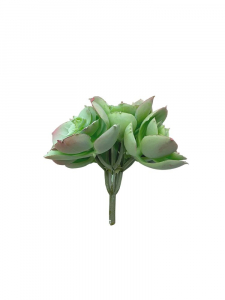 Sukulent 10 cm jasno zielony z różem