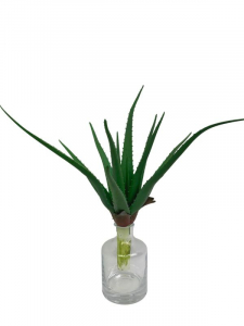 Aloes 48 cm zielony