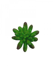 Sukulent 8 cm zielony z fioletem
