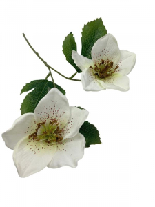 Ciemiernik kwiat pojedynczy 42 cm biały