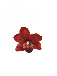 Orchidea główka 10 cm czerwona