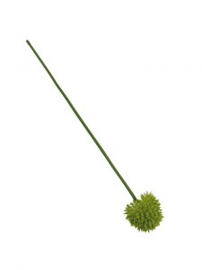 Czosnek kwiat pojedynczy 38 cm zielony