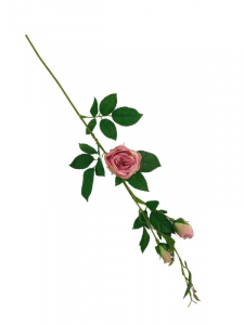 Róża kwiat pojedynczy 70 cm różowo zielona
