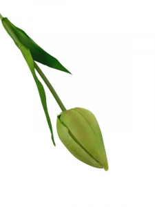 Tulipan kwiat pojedynczy 50 cm zielony