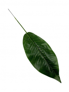 Liść mały 37 cm zielony