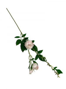 Róża kwiat pojedynczy 70 cm kremowa z dodatkiem różu