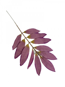 Liść laurowy gałązka 46 cm fiolet