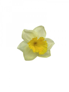 Żonkil kwiat wyrobowy 6 cm jasny żółty