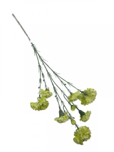 Goździk omszony kwiat pojedynczy 70 cm zielony