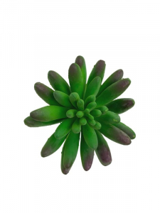 Sukulent 10 cm zielony z fioletowym cieniowaniem