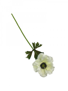 Anemon kwiat pojedynczy 36 cm kremowy