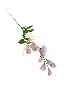 Groszek kwitnący gałązka 60 cm perłowy róż