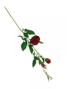 Róża kwiat pojedynczy 70 cm czerwona