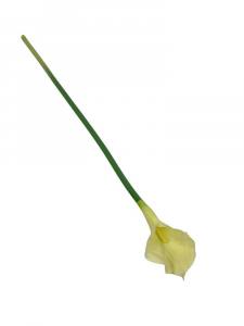 Kalia kwiat pojedynczy 71 cm jasno żółta