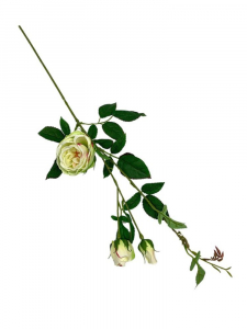 Róża kwiat pojedynczy 70 cm jasno zielona