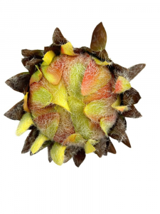 Protea ośnieżona kwiat pojedynczy 55 cm żółty pomarańczowy