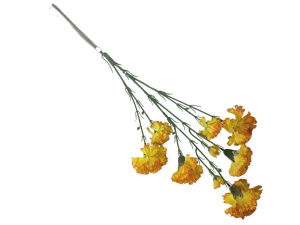 Goździk omszony kwiat pojedynczy 70 cm jasno pomarańczowy