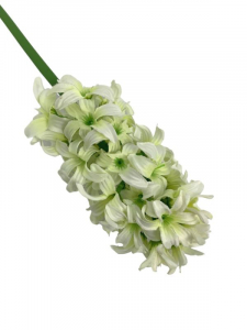 Hiacynt kwiat pojedynczy 40 cm biało zielony