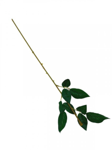 Łodyga do róży 63 cm zielony