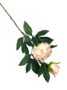 Piwonia gałązka 92 cm kremowa z różem
