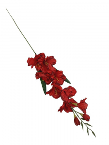 Mieczyk kwiat pojedynczy 80 cm czerwony